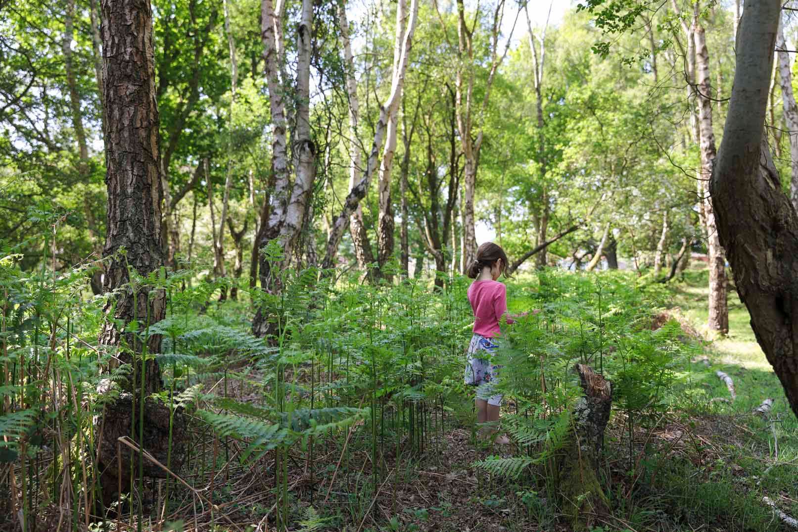Go hunting bugs in the forest
