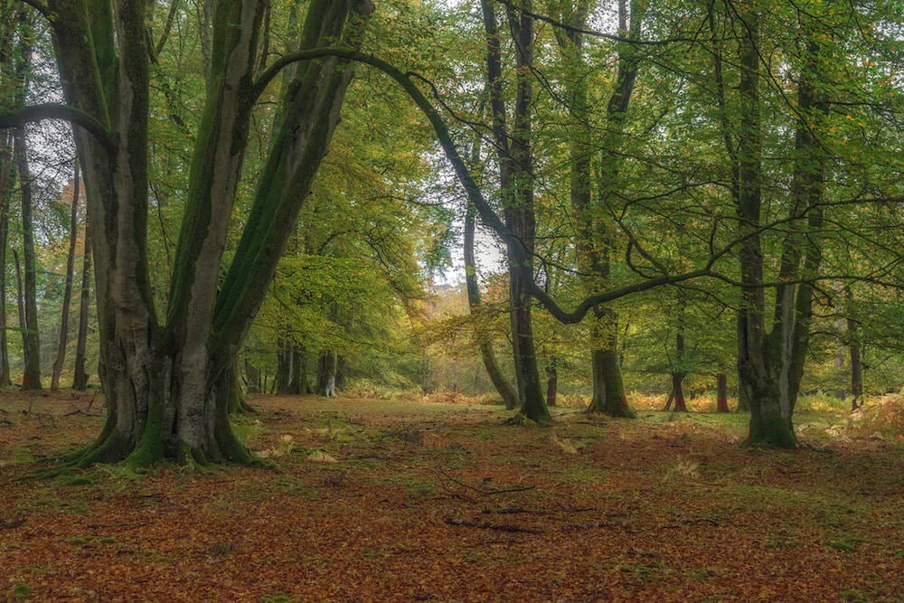 Ancient Trees in the New Forest