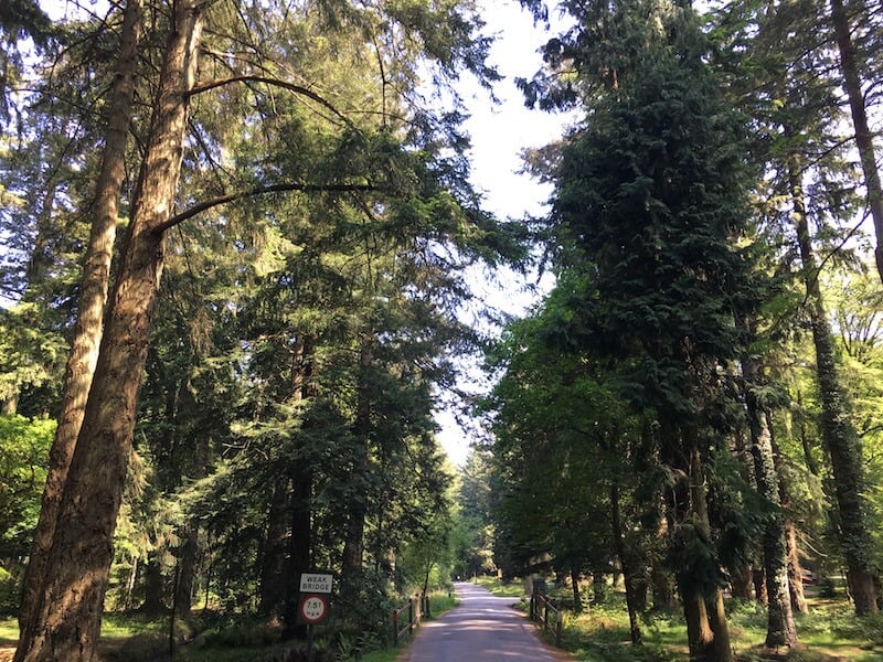 Rhinefield Drive - New FOrest